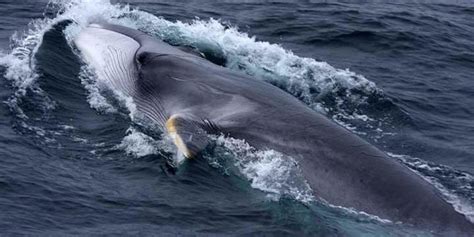 how big is a fin whale